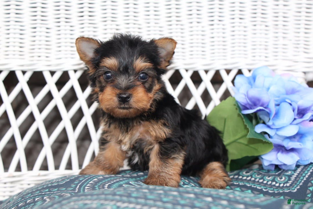 Yorkshire Terrier dogs for sale: Ollie - Image 2