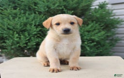 Labrador Retriever dogs for sale: Felix - Image 3
