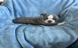 Boston Terrier dogs for sale: Theo - Image 2