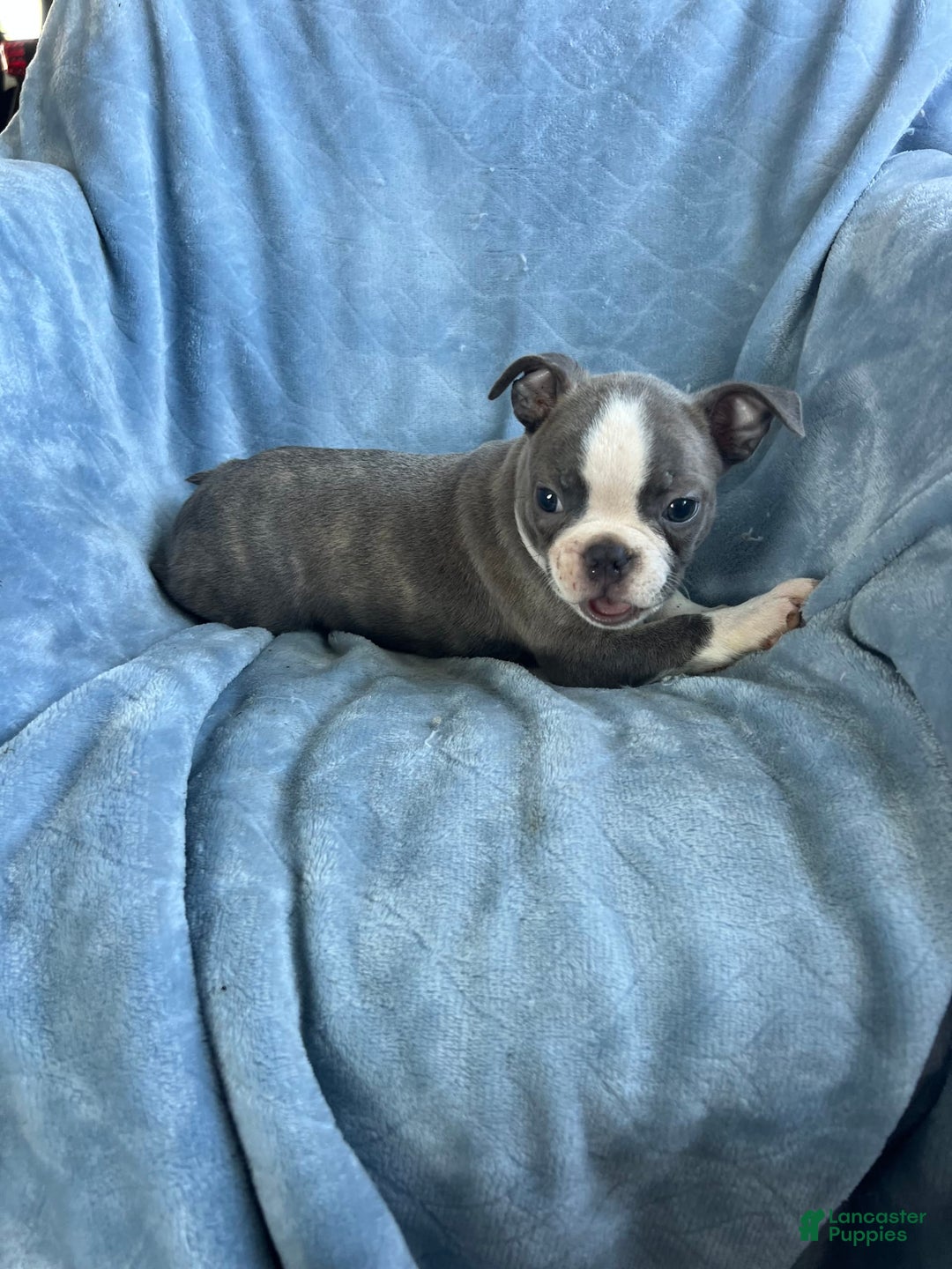 Boston Terrier dogs for sale: Theo - Image 2
