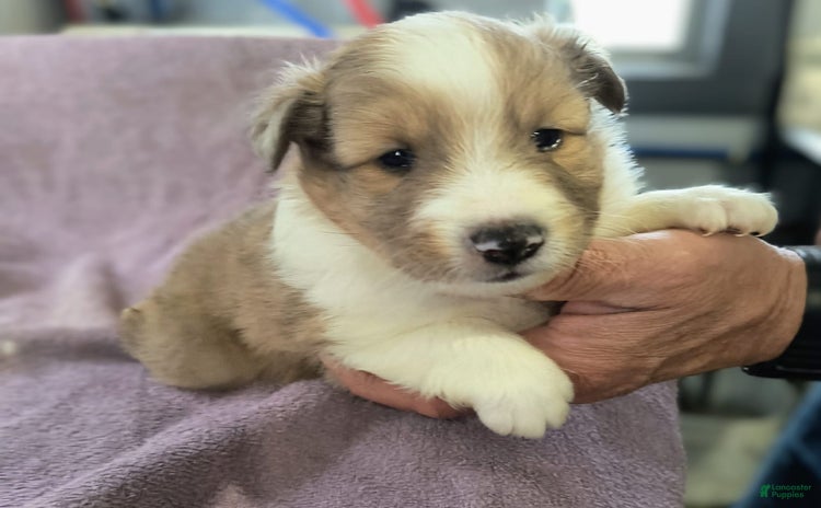 Shetland Sheepdog dogs for sale - Ad 4