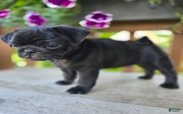 Pug dogs for sale: Pokey - Image 8