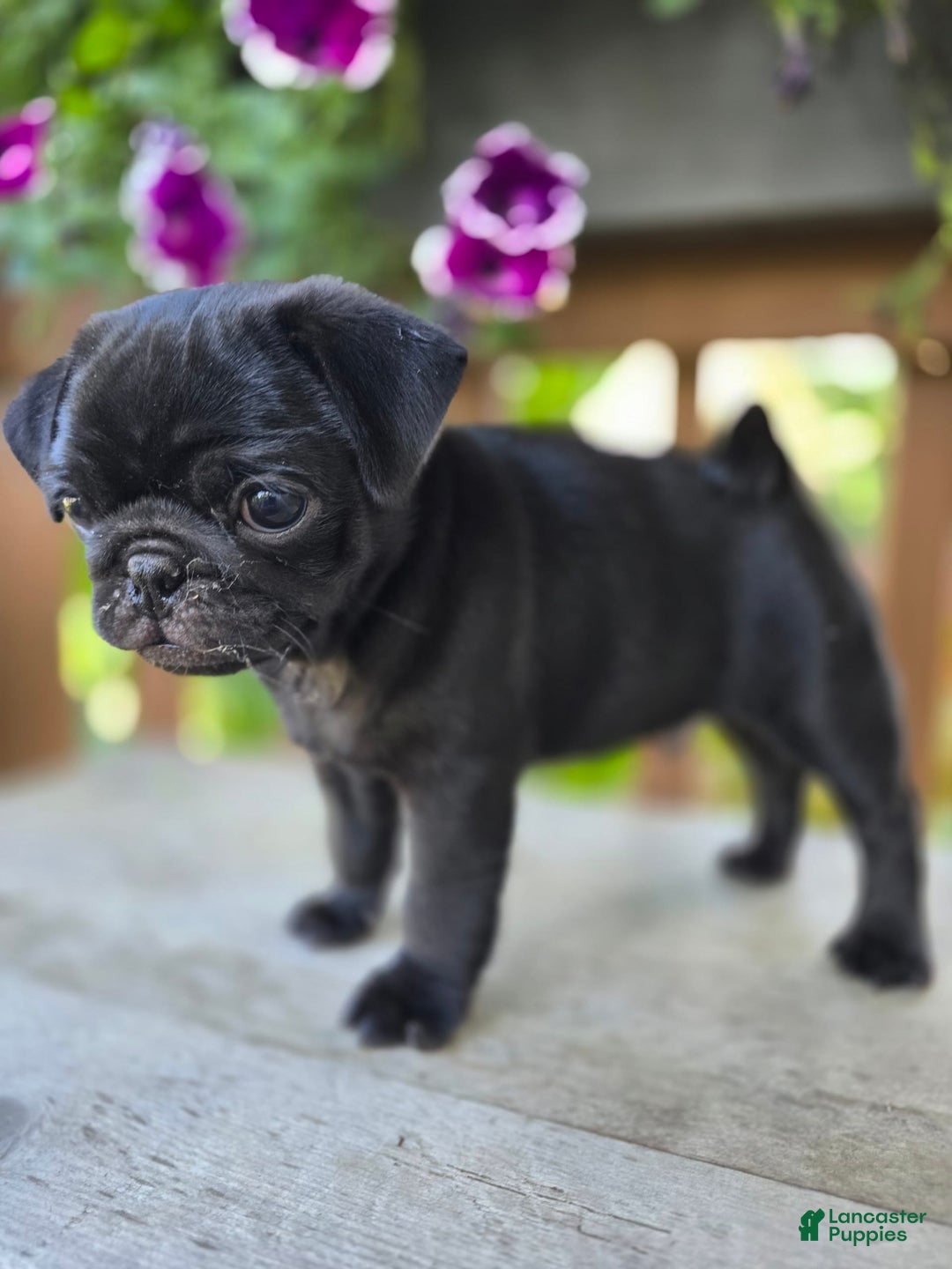 Pug dogs for sale: Pokey - Image 8