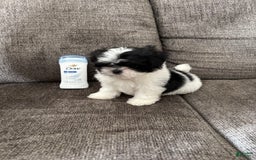 Malshi dogs for sale: Teacup Imperial Benjamin - Image 7