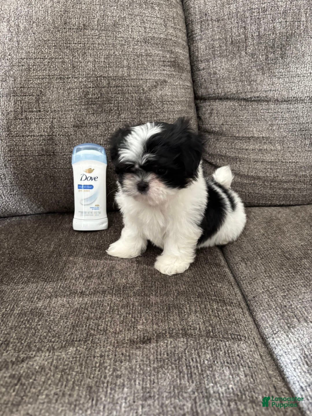 Malshi dogs for sale: Teacup Imperial Benjamin - Image 7