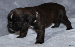 Boxer dogs for sale: Pink Collar Female - Image 1
