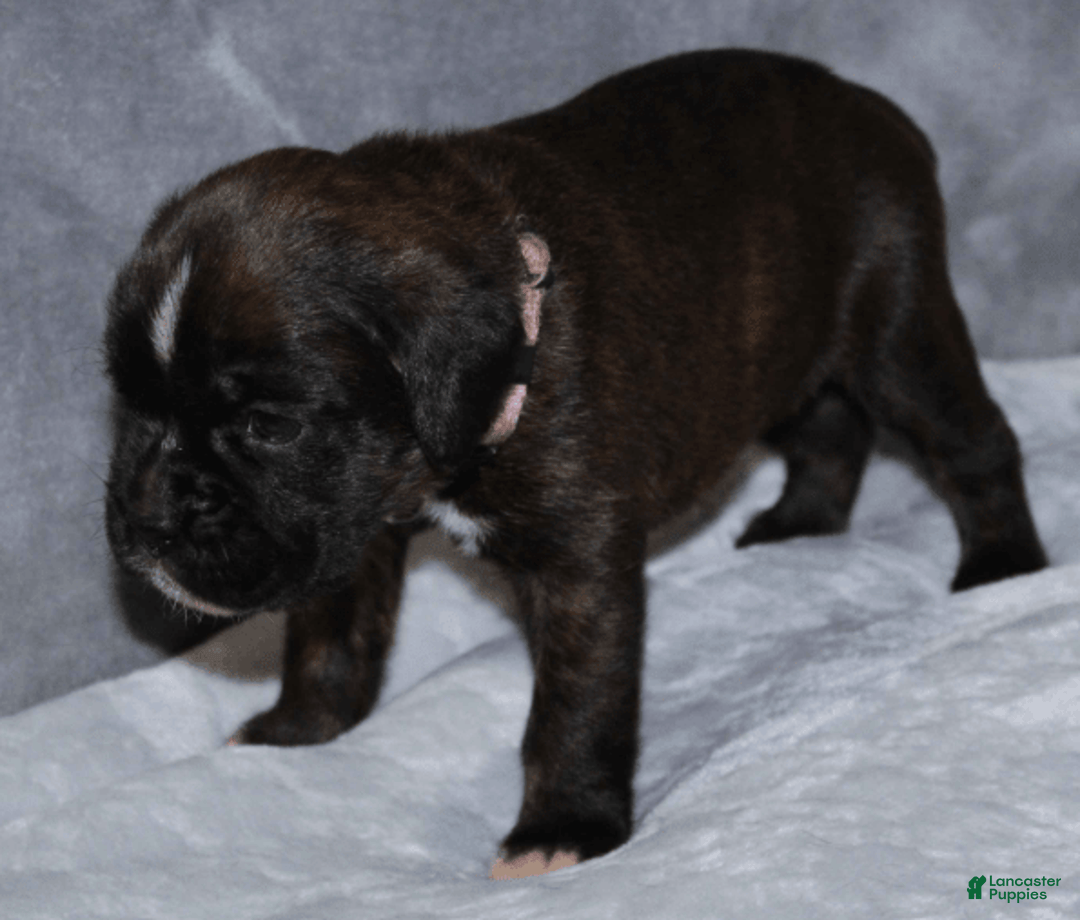 Boxer dogs for sale: Pink Collar Female - Image 1