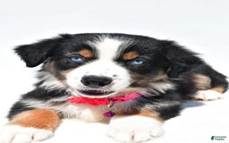 Australian Shepherd dogs for sale: Kate - Image 9