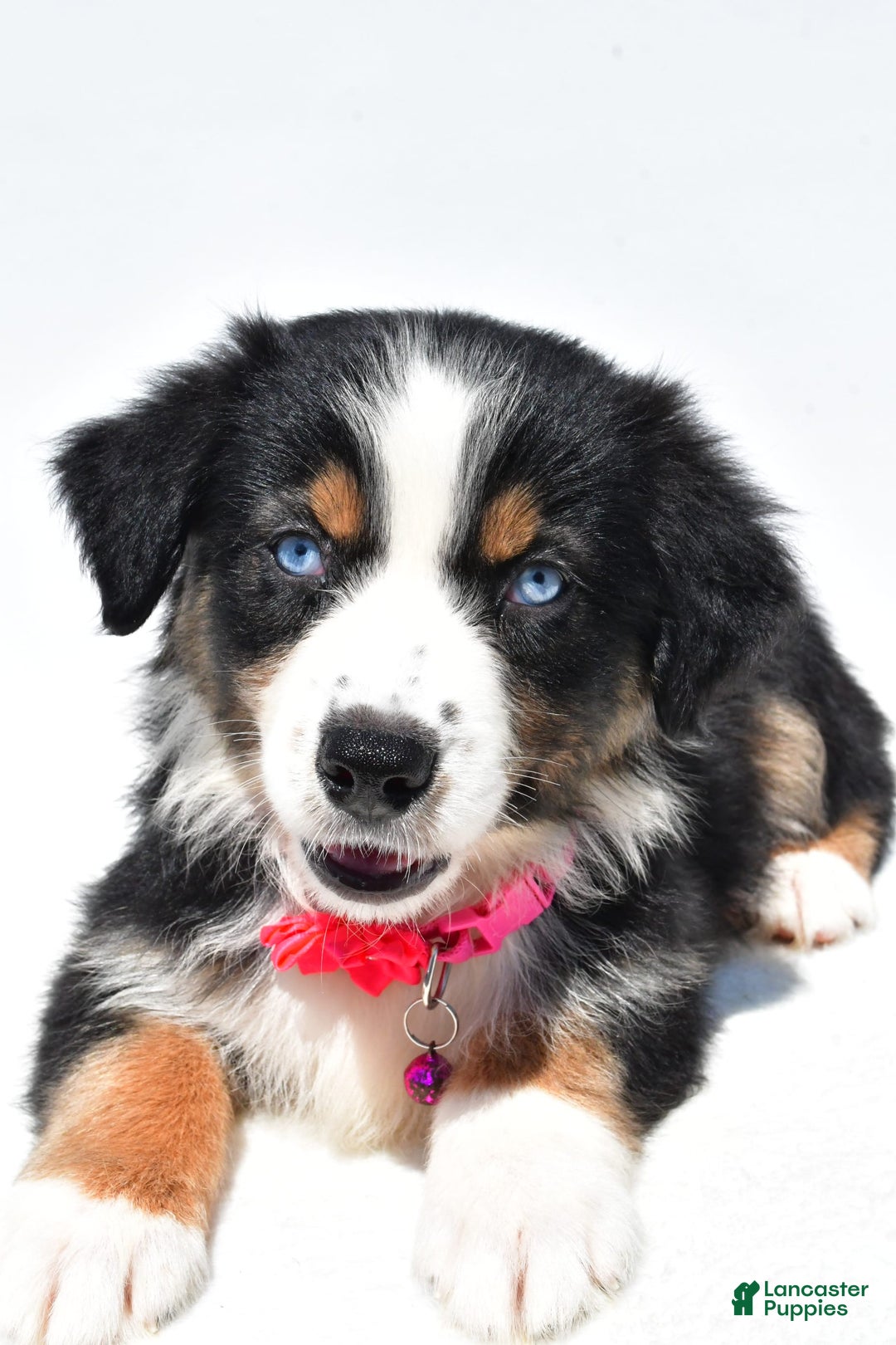 Australian Shepherd dogs for sale: Kate - Image 9