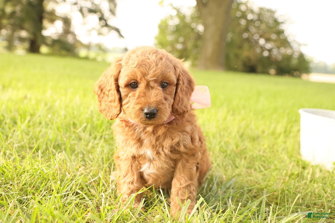 Mini Goldendoodle dogs for sale: Rosie - Image 10