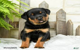 Rottweiler dogs for sale: Sage - Image 1