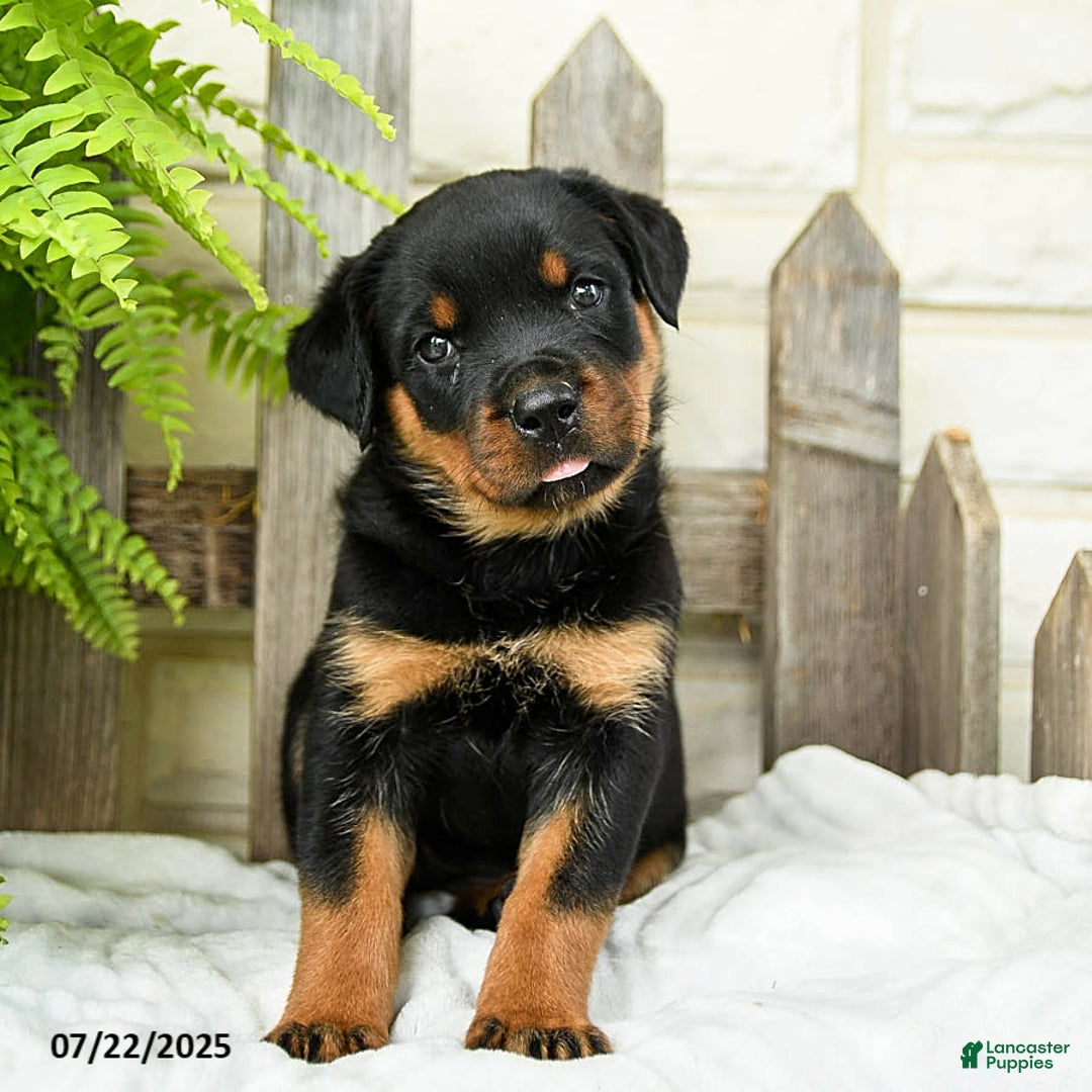 Rottweiler dogs for sale: Sage - Image 1
