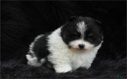 Pomeranian dogs for sale: Paws - Image 2