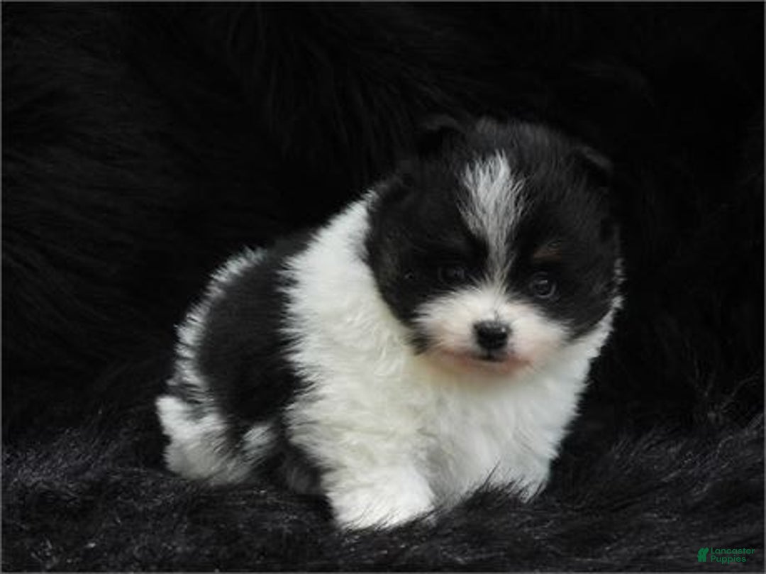 Pomeranian dogs for sale: Paws - Image 2