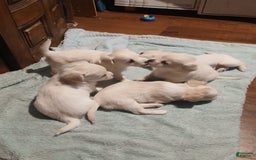 Chihuahua dogs for sale: Fluffy white Puppies - Image 17
