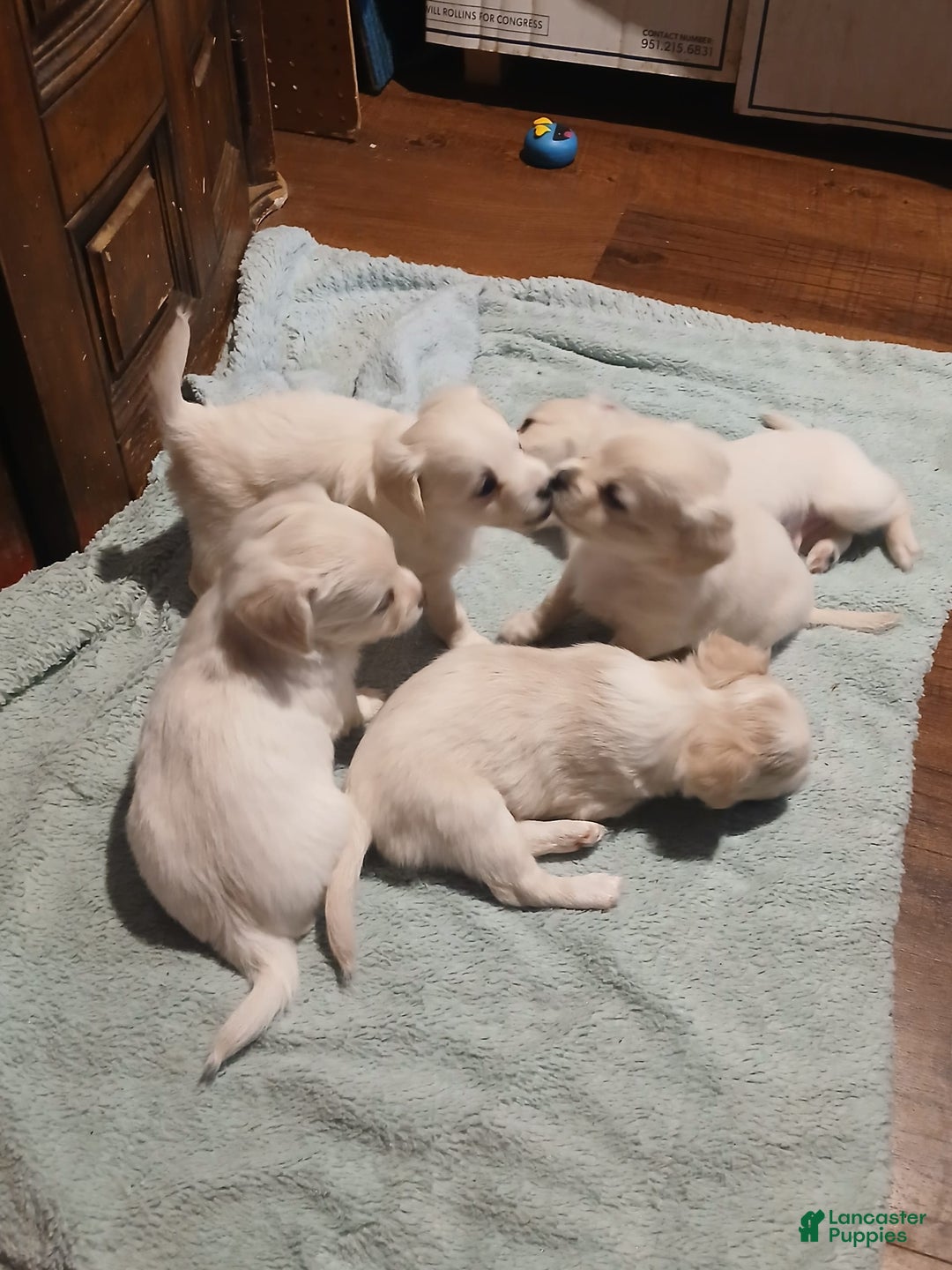 Chihuahua dogs for sale: Fluffy white Puppies - Image 17
