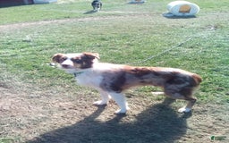 Aussiedoodle dogs for sale: Tammy - Image 10
