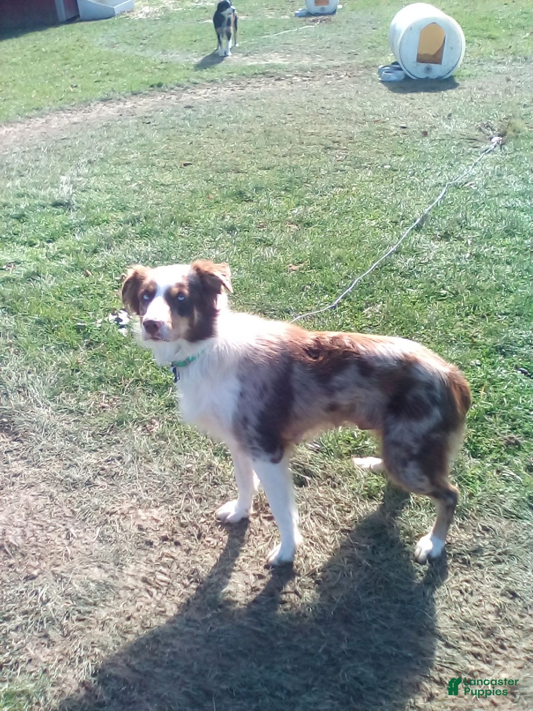 Aussiedoodle dogs for sale: Tammy - Image 10