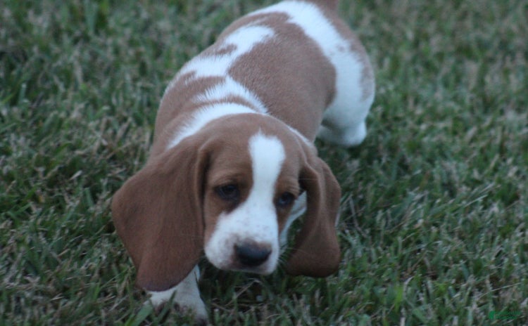 Basset Hound dogs for sale - Ad 5