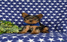 Yorkshire Terrier dogs for sale: Lamar 6 lbs Full Grown - Image 1