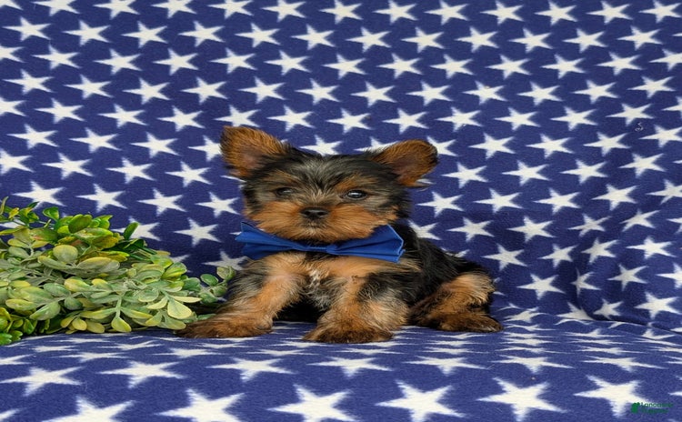Yorkshire Terrier dogs for sale - Ad 2