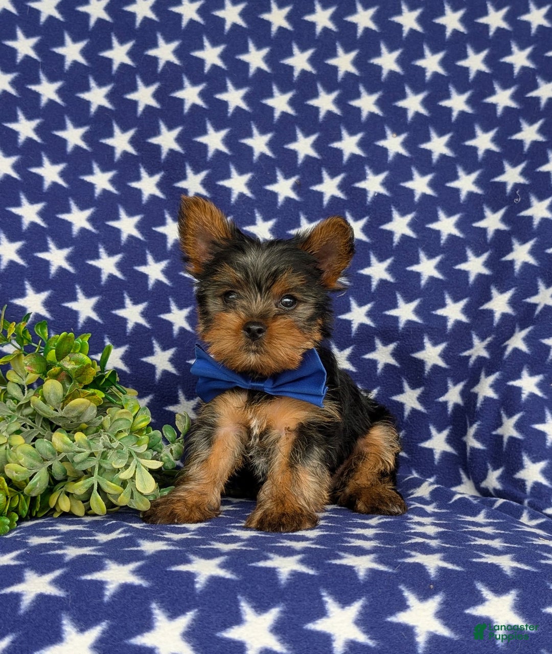 Yorkshire Terrier dogs for sale: Lamar 6 lbs Full Grown - Image 1