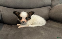 Papillon dogs for sale: Ls sable female - Image 1