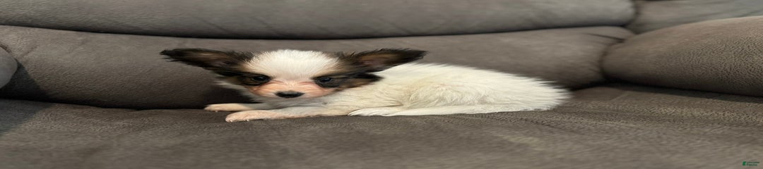 Ls sable female