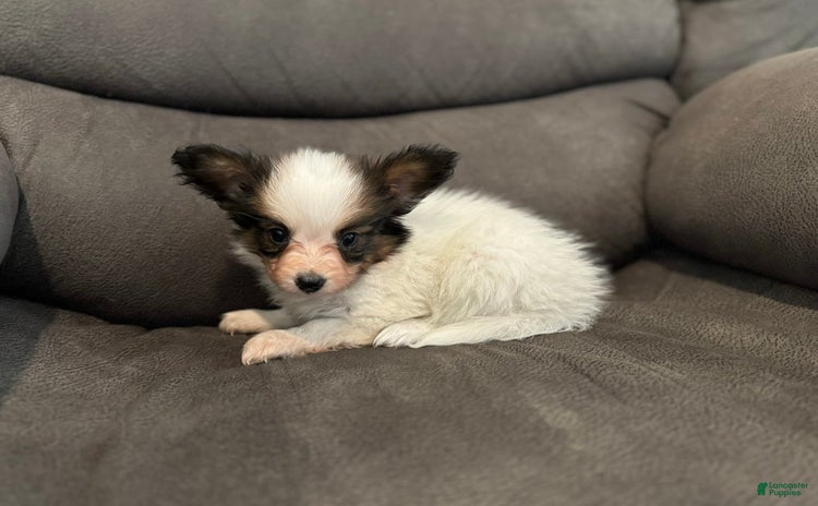 Papillon dogs for sale - Ad 5