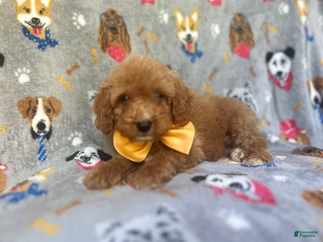Cavapoo dogs for sale: Kade - Image 10