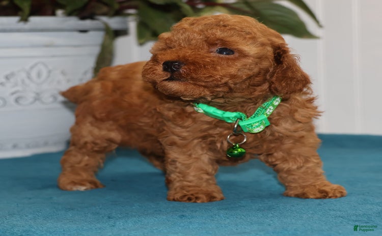 Toy Poodle dogs for sale - Ad 5
