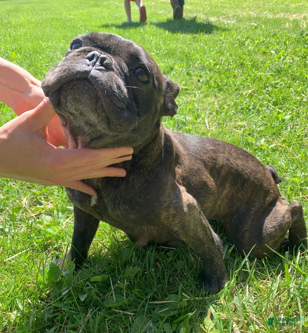 French Bulldog dogs for sale: Bruno - Image 6