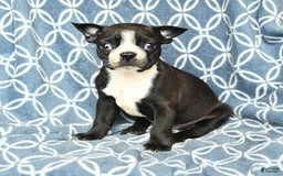 Boston Terrier dogs for sale: King - Image 9