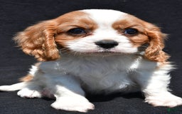 Cavalier King Charles Spaniel dogs for sale: Champ - Image 2