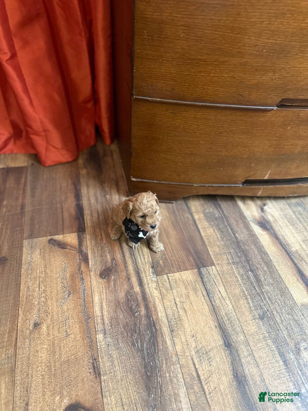 Bichpoo dogs for sale: Noah - Image 9