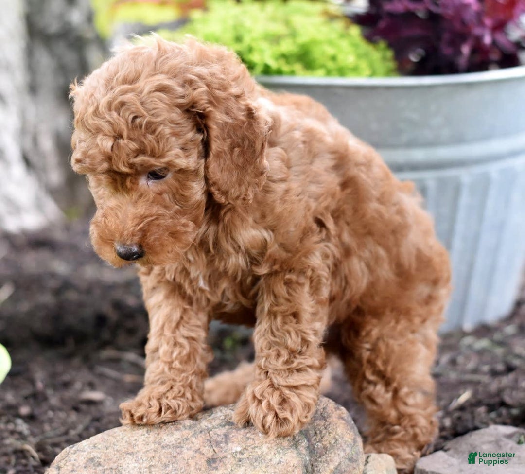 Miniature Poodle dogs for sale: Leo - Image 2
