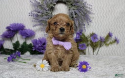 Cavapoo dogs for sale: Phoenix - Image 60