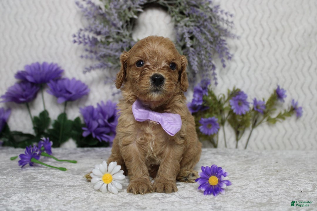 Cavapoo dogs for sale: Phoenix - Image 60