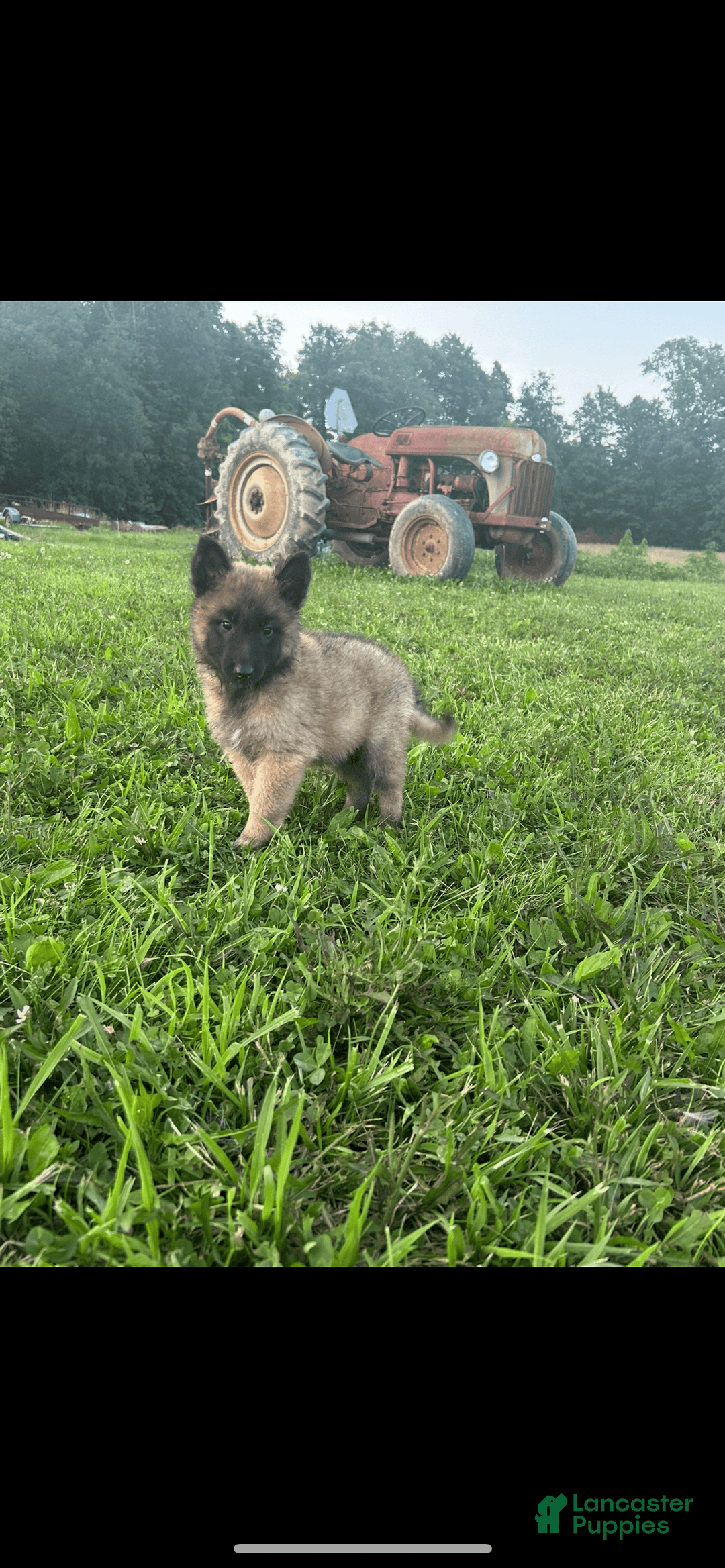 Belgian Tervuren dogs for sale: Nikita - Image 2