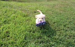Golden Retriever dogs for sale: Caribou - Image 8