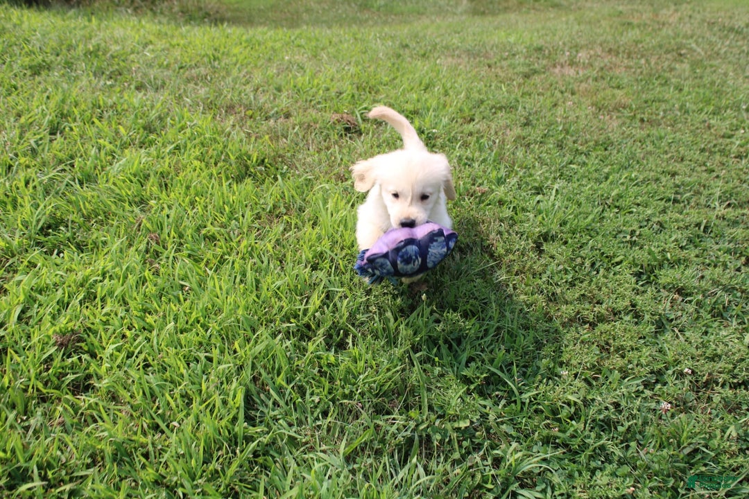 Golden Retriever dogs for sale: Caribou - Image 8