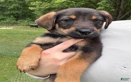 German Shepherd dogs for sale: Millie - Image 1