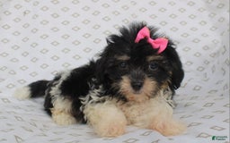 Shihpoo dogs for sale: Sandy - Image 3