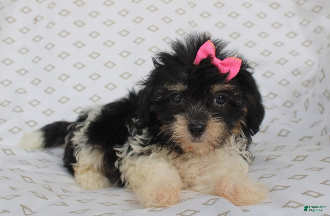 Shihpoo dogs for sale: Sandy - Image 3