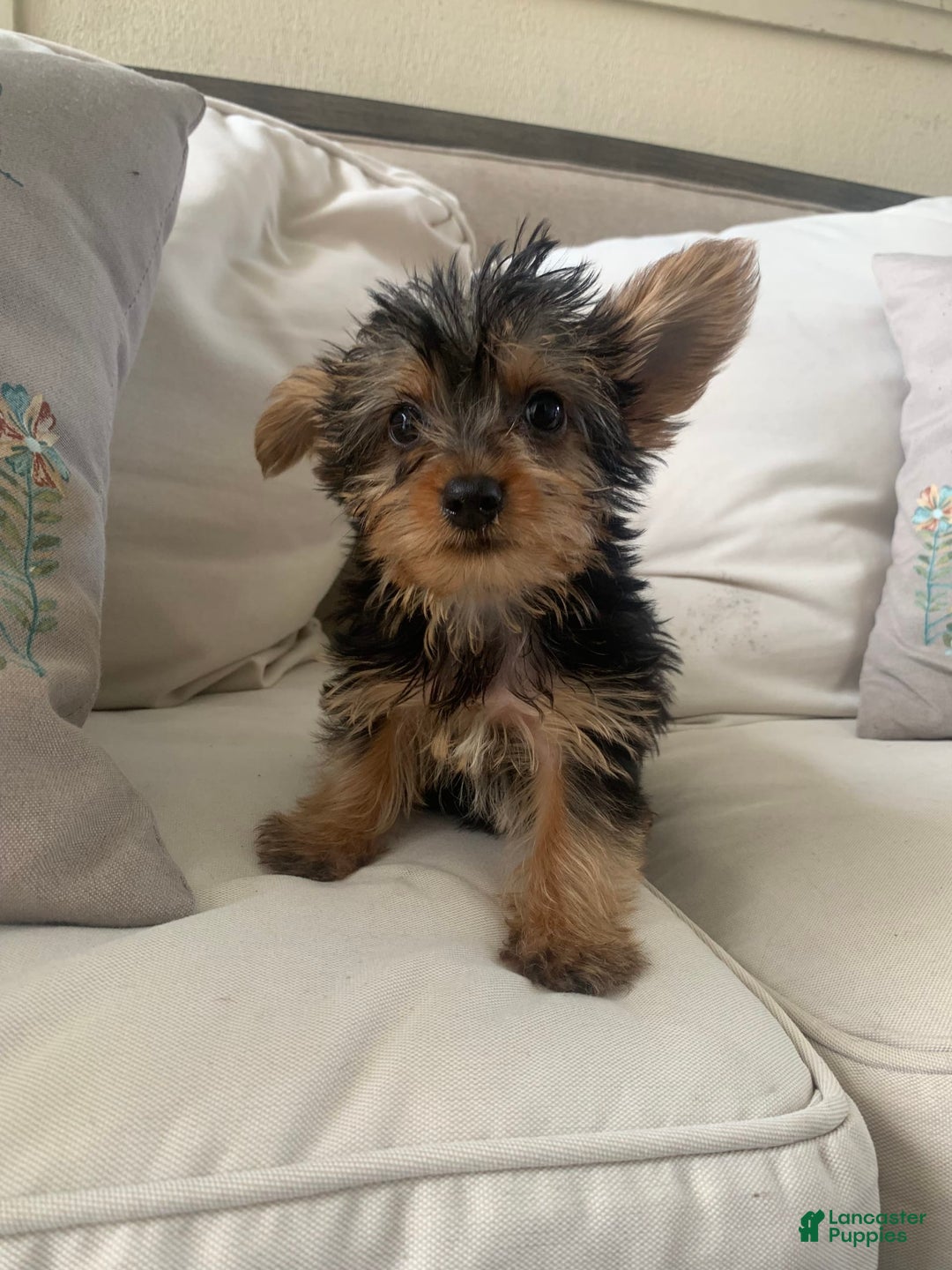 Yorkshire Terrier dogs for sale: Max - Image 6