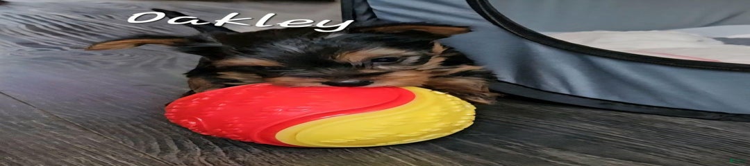 Oakley