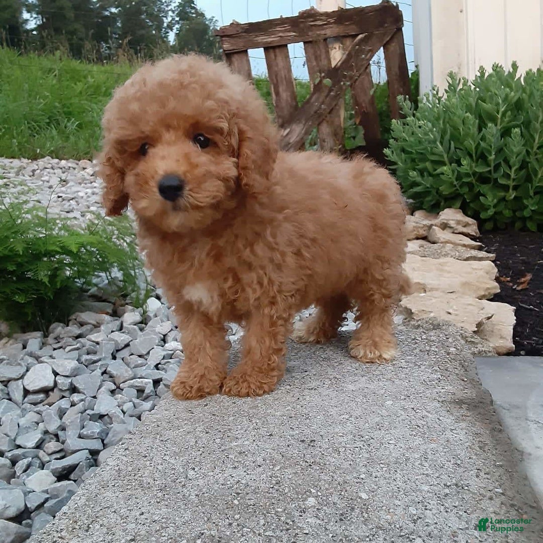 Bichpoo dogs for sale: Benson - Image 16