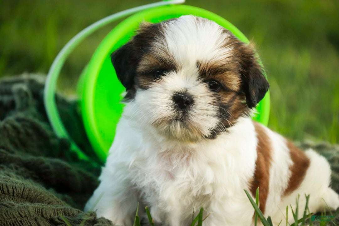 Shih Tzu dogs for sale: Charlotte - Image 4