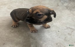 South African Boerboels dogs for sale: Luna - Image 9
