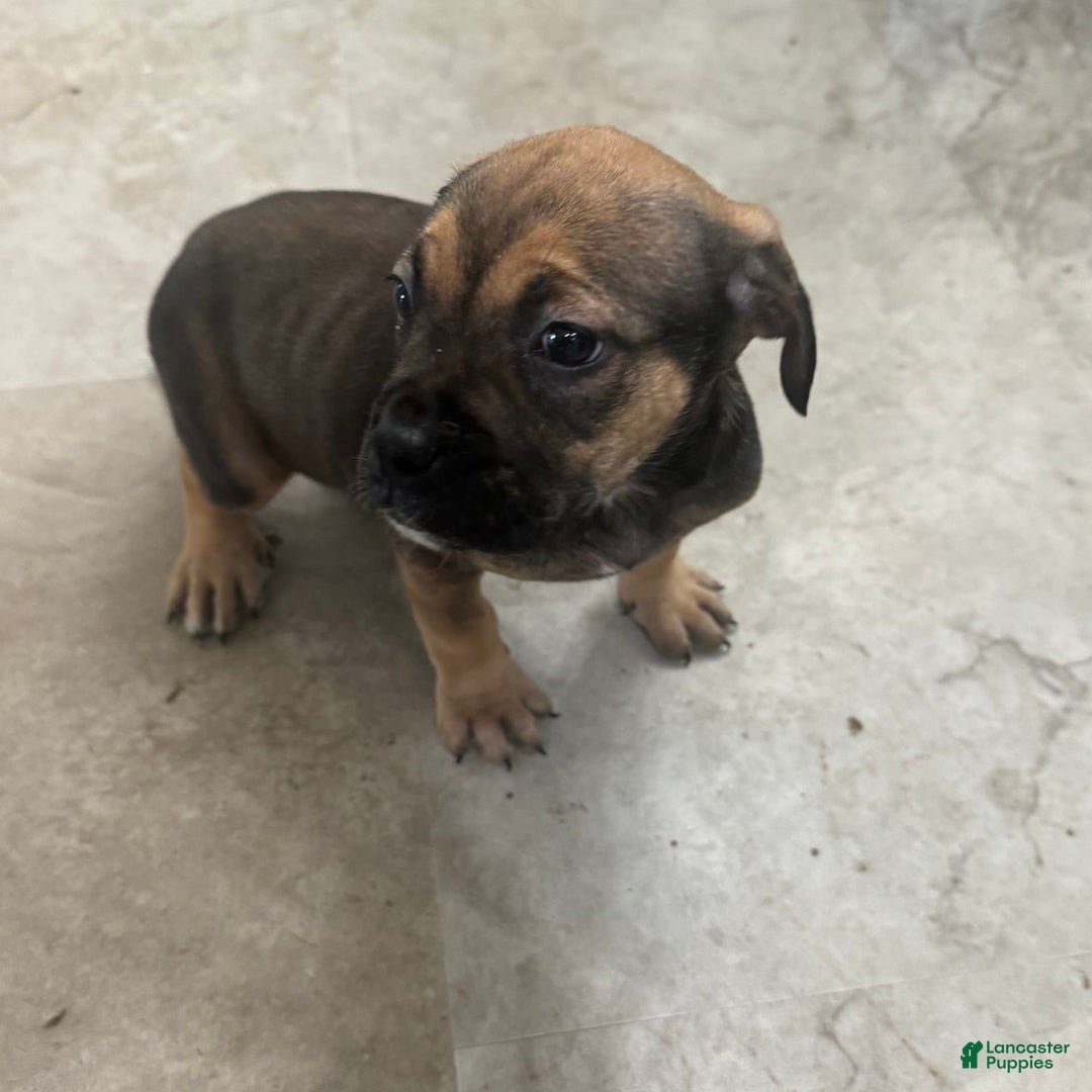 South African Boerboels dogs for sale: Luna - Image 9